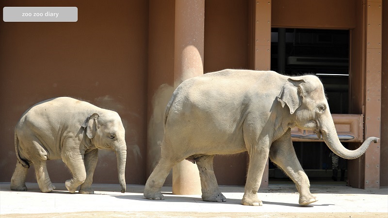 東山動植物園　スリランカゾウの親子