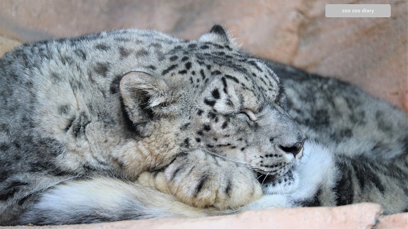 熊本市動植物園 ユキヒョウ スピカ 寝