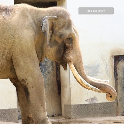 王子動物園　マック　アジアゾウ