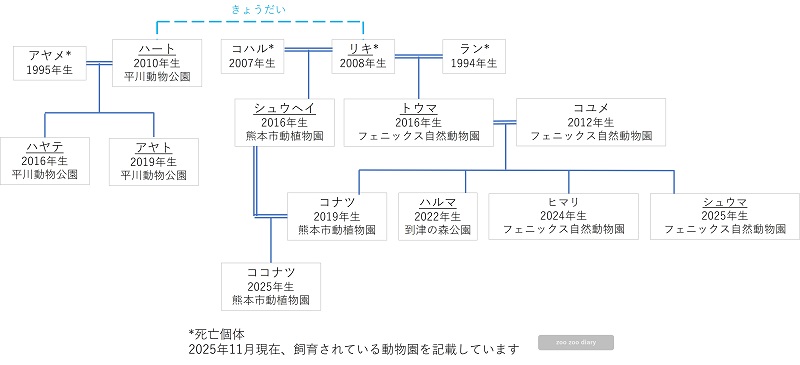 マサイキリンの家系図相関図　日本の動物園