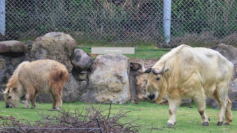 ゴールデンターキンの形態 アドベンチャーワールド