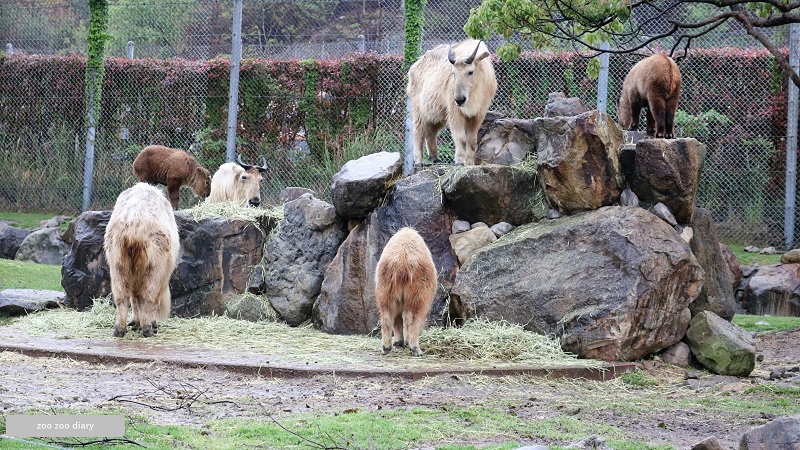 ゴールデンターキンの群れ アドベンチャーワールド (2)