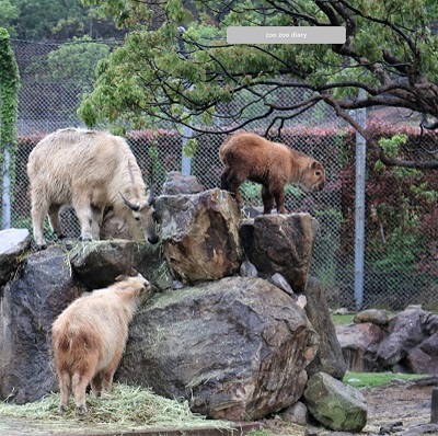 ゴールデンターキンの群れ アドベンチャーワールド