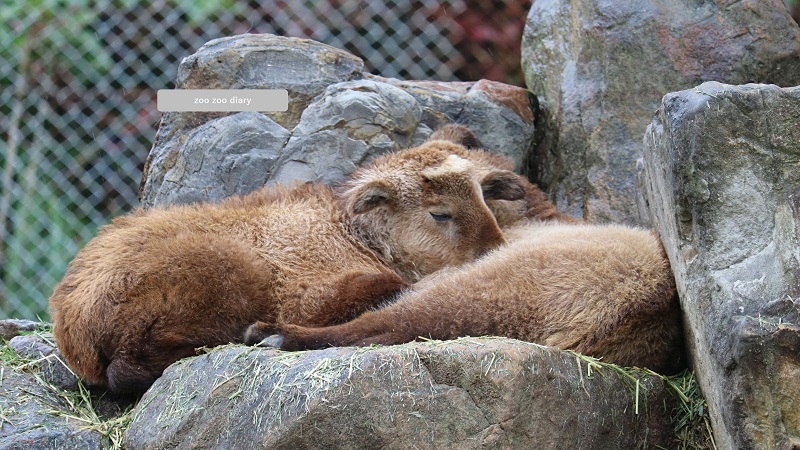 ゴールデンターキンの赤ちゃん アドベンチャーワールド