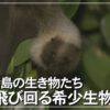 大東諸島の生き物たち　夜を飛び回る希少生物「ダイトウオオコウモリ」【カメラスケッ