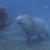 Baby Hippo Barrel Roll Lessons