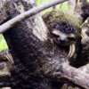 Science Today: Pygmy Sloths | California Academy of Sciences