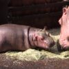 カバの赤ちゃん「テト」Baby hippo "Teto"