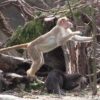 コツメカワウソとボンネットモンキー(otter＆bonnet macaques)