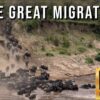 The Great Migration - Wildebeest Migration from the Serengeti to the Masai Mara,