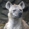 ブチハイエナのホシが死亡しました。 | 大宮公園小動物園 | 公益財団法人埼玉県公園緑