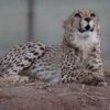 MP: Kuno's 1st Female Cheetah Cub 'Mukhi' Turns A Year Old; Lives Solitary Life 