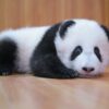 Raising Cute Pandas: It's Complicated | National Geographic
