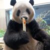 ジャイアントパンダのようす 2022年6月27日撮影