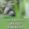 コツメカワウソの赤ちゃんが生まれました!(11/25更新) | 神戸どうぶつ王国
