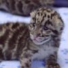 3-week-old clouded leopard cubs