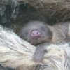 体長20センチ、好奇心旺盛　ナマケモノの赤ちゃん誕生　高知・のいち動物公園