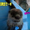 きらり&ひらりの体重測定!!問題のひらりのベッド(≧▽≦) | 【公式ブログ】飼育係の落