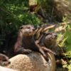 オッターサンクチュアリ ~コツメカワウソ生態園~ | 神戸どうぶつ王国
