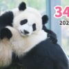 【パンダの赤ちゃん(楓浜)】慎重に(342日齢)