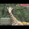 東京・多摩動物公園からやってきた花嫁キリン「ノン」お披露目　花嫁に夫ぞっこん【高