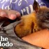 33-Year-Old Bat Loves to Curl Around His Caregiver's Arm and Fall Asleep | T