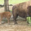 アメリカバイソンの赤ちゃん一般公開　姫路セントラルパーク　#姫セン　#赤ちゃん