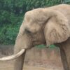 ゾウに会える動物園リスト【種類別】日本で6種類の象に会えます – zoo zoo diar