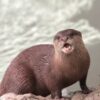コツメカワウソ「てまり」来園しました(2022年10月1日):徳島市公式ウェブサイト